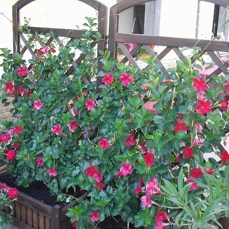 ベッド・アンド・ブレックファスト La Chicca