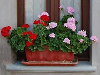 La Chicca Nocleg ze śniadaniem 3*